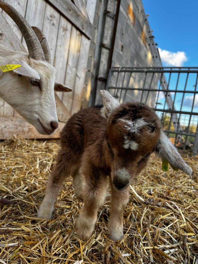 Gite La Truffiere Gras Екстер'єр фото